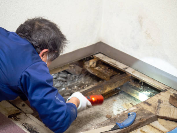 Best Home Mold Removal  in Oakland, OK