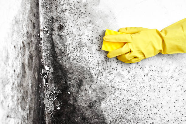 Best Office Mold Removal Services  in Oakland, OK