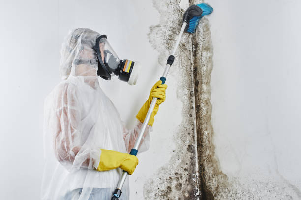 Best Best Mold Removal Companies  in Oakland, OK