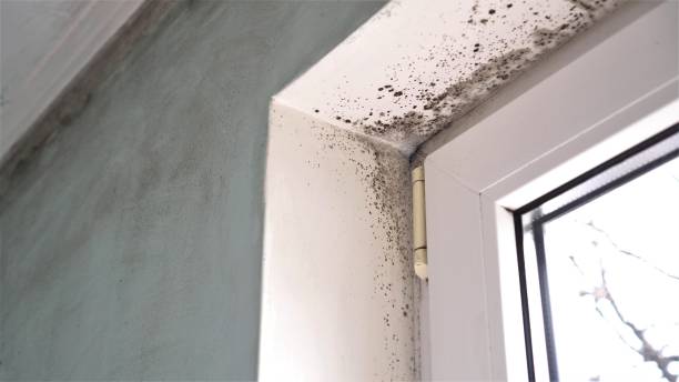 Best Affordable Mold Removal  in Oakland, OK