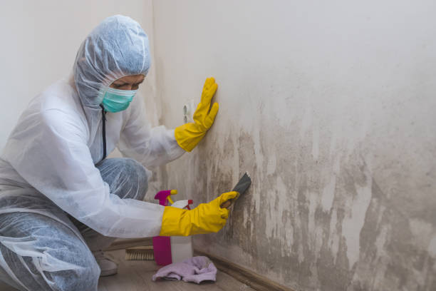 Best Mold Remediation Services  in Oakland, OK