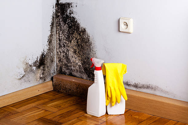 Best Mold Removal Company Near Me  in Oakland, OK