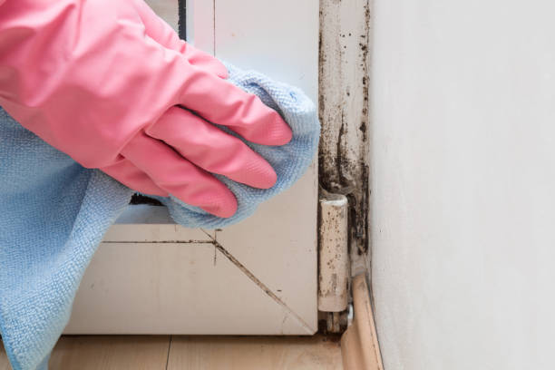 Office Mold Removal Services in Oakland, OK